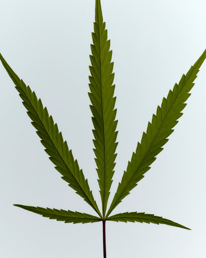 dieux Dieux-green-cannabis-leaf-1.
