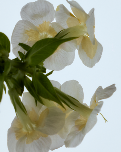 White flowers with green leaves